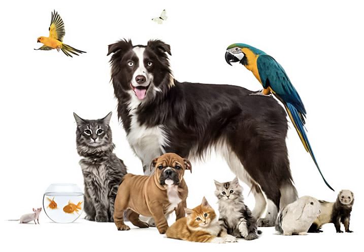 Animalerie au service des animaux de compagnie